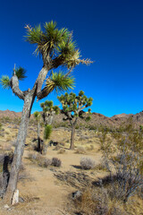 Fototapeta premium Joshua Tree National Park