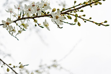white blooming hawthorn flowers in early spring