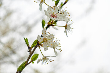 white blooming hawthorn flowers in early spring