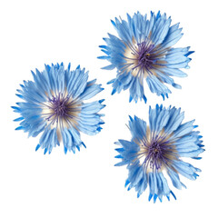 a spring-themed top view illustration featuring isolated delicate blue chicory flowers, set on a transparent background and provided in PNG. Generative AI