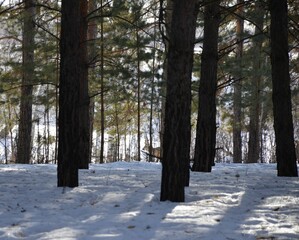 Siberian roe deer (Capreolus pygargus) behind pine trees