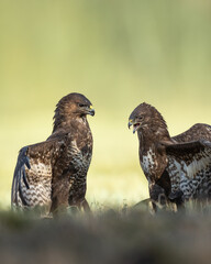 fighting Common buzzard Buteo buteo in the fields in winter snow, buzzards in natural habitat, hawk bird on the ground, predatory bird close up winter bird