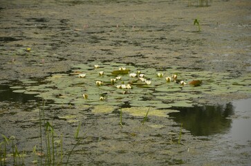 white water lilies (Nymphaea alba) in a wild pond