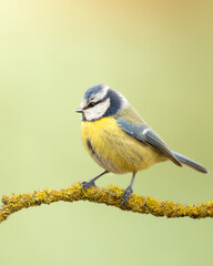 Obraz premium Bird - Blue Tit Cyanistes caeruleus perched on tree winter time small bird on blurred background