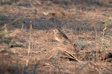 Greater short-toed lark or Calandrella brachydactyla observed in Rann of Kutch