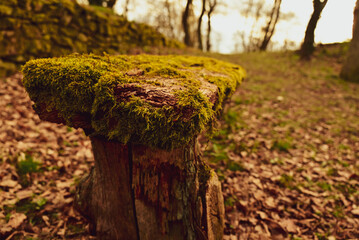 stump
