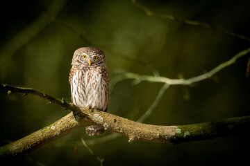 Pygmy owl Glaucidium passerinum little owl natural dark forest north parts of Poland Europe