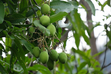 Raw Green Mango Branch on the Mango Tree, Delicious and Juicy Healthy Fruit in the Garden