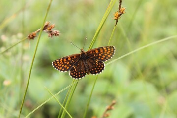 painted lady or cynthia's fritillary (Euphydryas cynthia) sits on a sedge stalk
