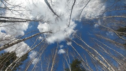 clouds in the sky in early spring in a birch forest