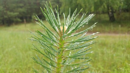 Twig of a young pine tree with drops of water on the needles