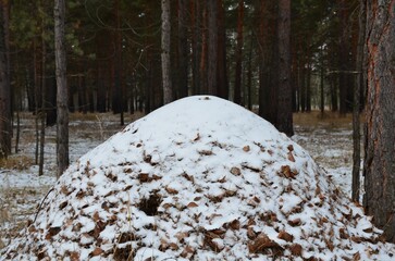 large anthill in the snow in a pine forest in late autumn - obrazy, fototapety, plakaty