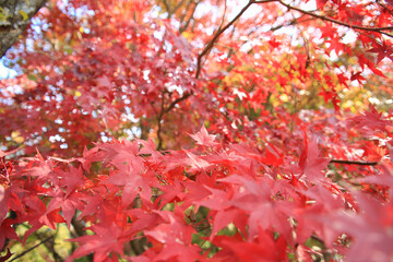 一面に広がる紅葉