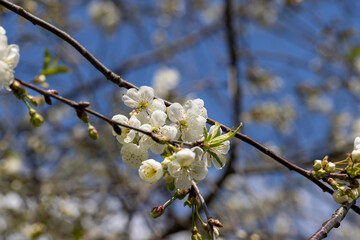 Trees blooming in the orchard in the spring season