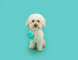 Portrait cute poodle dog present or gift celebrating birthday or anniversary. Isolated on blue background