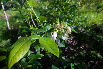 leaves in the garden