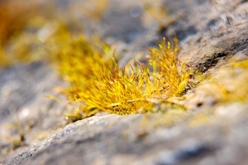 yellow moss on a rock
