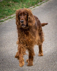 Ein Irish Shepard läuft auf der Straße