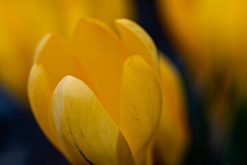 Fototapeta premium Hier eine Nahaufnahme einer Blume im Frühling