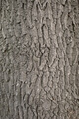 Baumstamm mit Struktur als Hintergrund