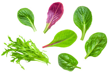 Salad leaves mix with rucola, red lettuce, spinach and chard, leaf isolated on white background....