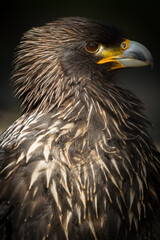 Steppe Eagle (lt. Aquila nipalensis)