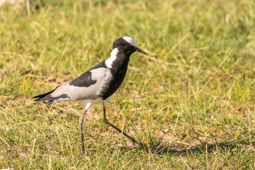 Blacksmith lapwing or plover (Vanellus armatus) in a wetland, Amboseli National Park, Kenya.
