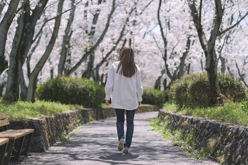 春の桜並木を歩く女性の後ろ姿