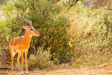 A male impala (Aepyceros melampus) in the morning sun, Samburu National Reserve, Kenya.