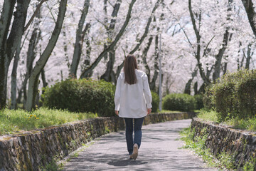 春の桜並木を歩く女性の後ろ姿