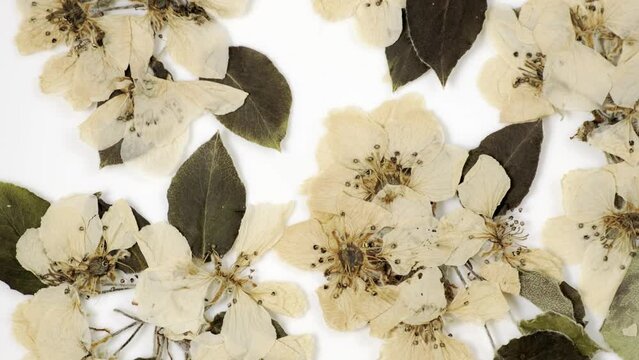 Beautiful floral abstract background with dried white spring apple flowers, top view rotating. Herbarium with blossom flowers apple tree. Arrangement of pressed dry white spring flowers