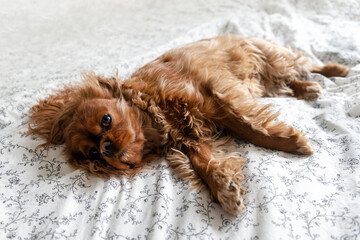 Cute dog resting - 586277250