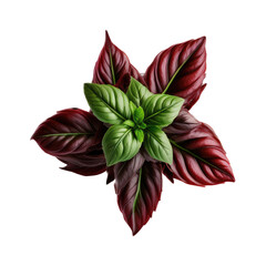 Obraz premium a garden-themed illustration featuring isolated red reuben or thai basil herbs set on a transparent background and provided in PNG. Generative AI