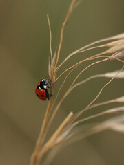 Ladybug on a stalk of grass, macro photography