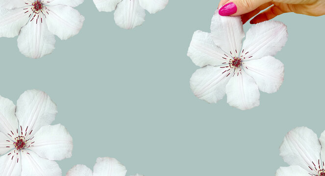A large white clematis flower held by a woman's fingers. Monochrome pastel background. Minimalism
