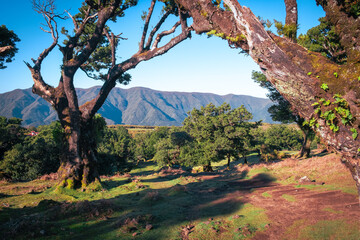 Fairy forest madeira