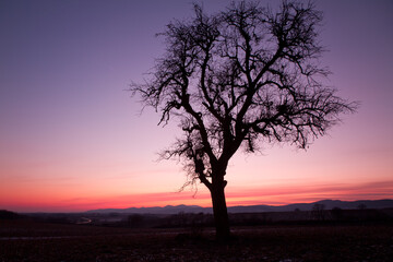 Single tree after sunset with violet skies, Pfalz, Germany