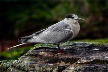 Arctic tern on the stone. Latin name â€“ Sterna paradisea