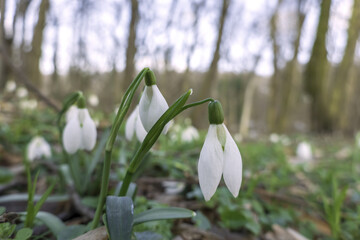 The first snowdrops in the forest park.