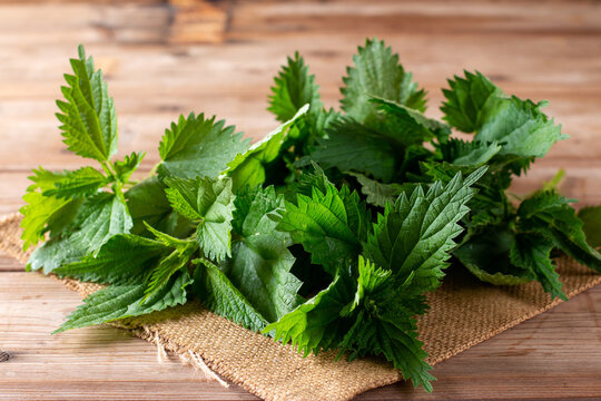 Young nettle leaves. Fresh organic nettle leaves. Stinging nettle leaves. Common nettle. Phytotherapy