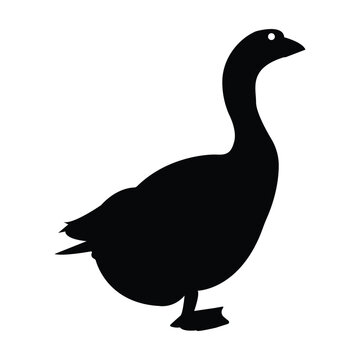 recommend clip art: Goose Gosling Geese Anser Gander contour outline black color vector illustration flat style image
                    