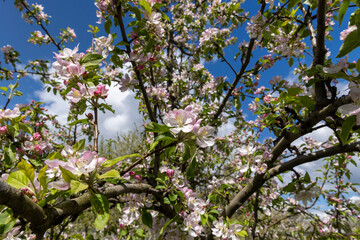 A beautiful blooming apple tree in a spring orchard