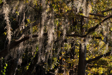 Obraz premium Spanish Moss Hanging From a Branch