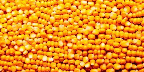 Corn texture. Yellow corns as background