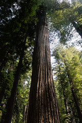 Redwood National Park - Tall  Tree