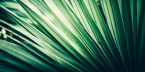 Obraz premium Striped of palm leaf, Abstract green texture background