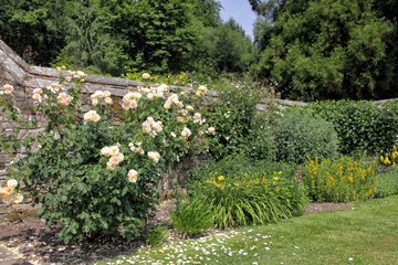Flowering rose, shrubs against an old stone wall in a rural English garden, on a sunny, summer day . - 586288201