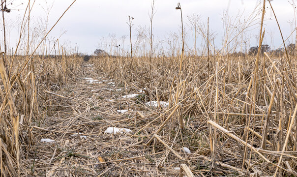 Ground level shot of cover crops in the early spring with snow patches on a farm.