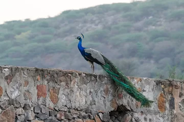 Foto op Plexiglas male peacock standing on the wall © MB SS08-42
