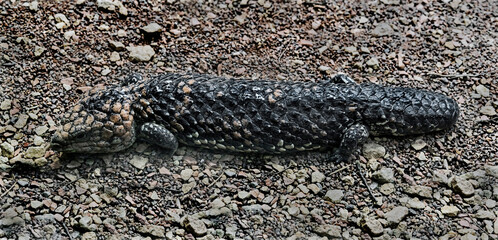 Short-tailed skink also known as shingleback lizard. Latin name - Tiliqua rugosa